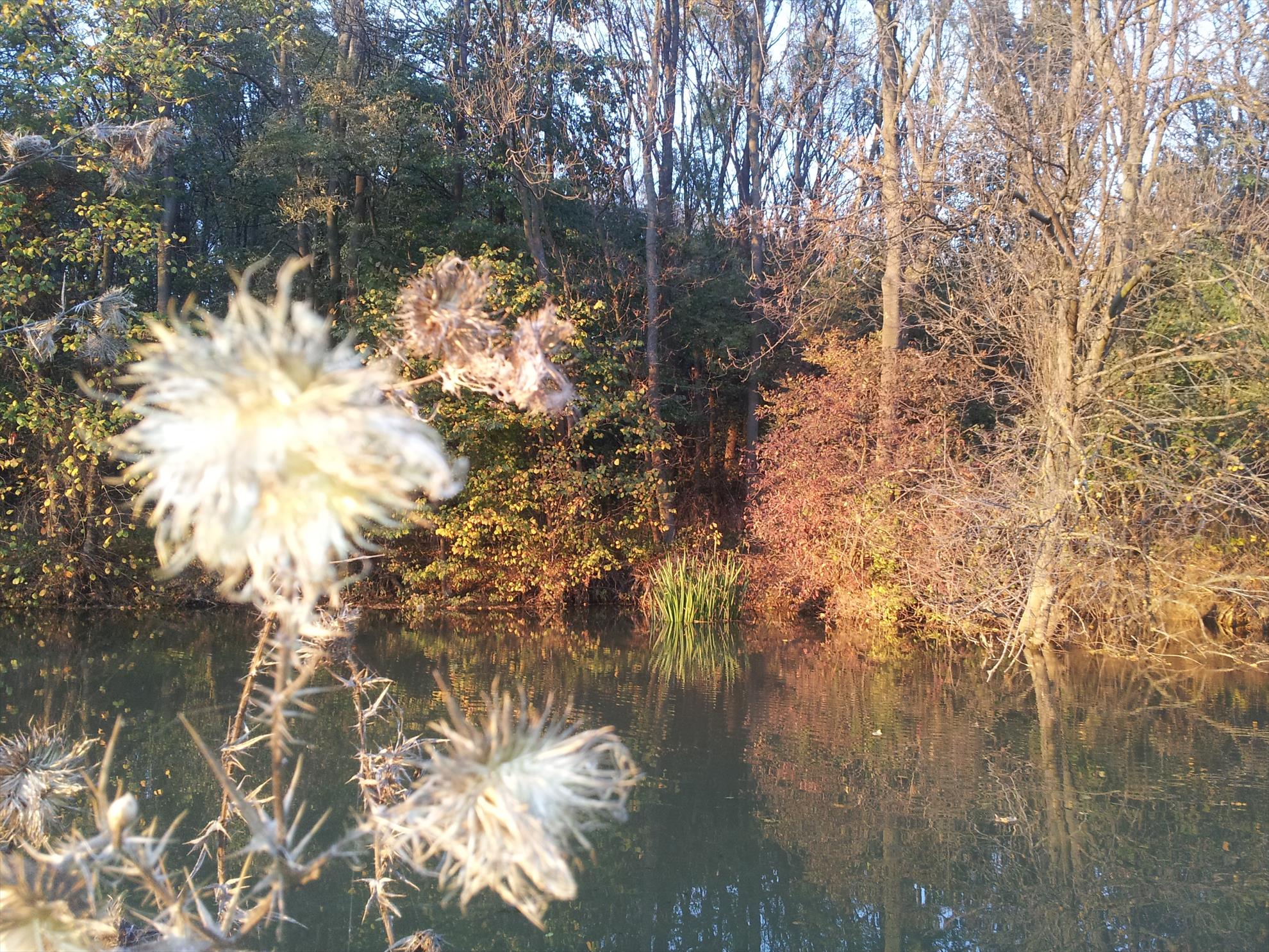 Neajlov - 20131022174546.jpg